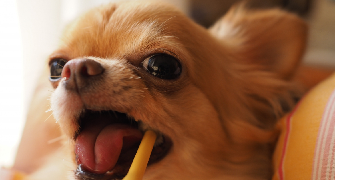 第1回:歯みがきが苦手な子にも。ふりかけるだけのおやつ感覚ケア【はじめてのQCHEFS】