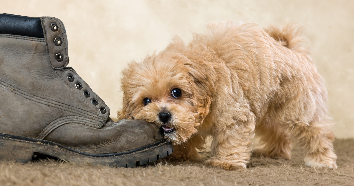 噛むのが好きな犬におすすめなアイテムは?理由やしつけ方と合わせて解説