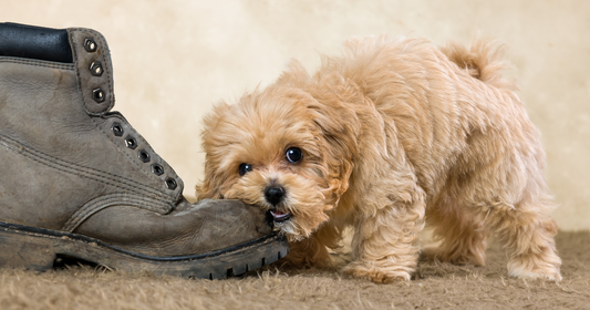 噛むのが好きな犬におすすめなアイテムは?理由やしつけ方と合わせて解説