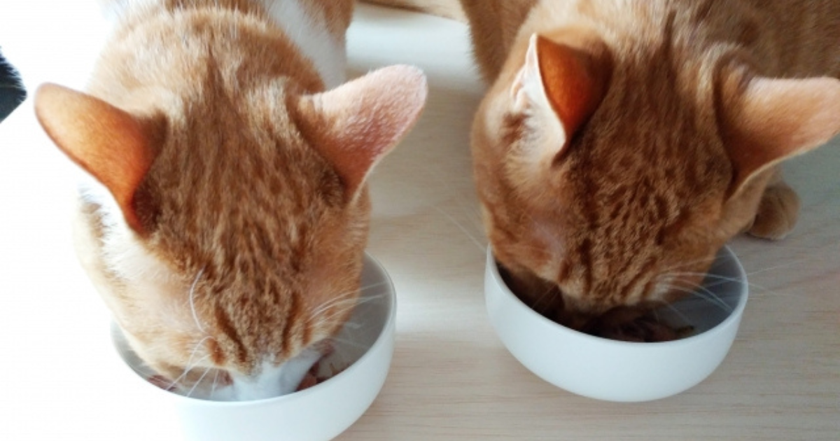 第5回:ごはんを食べない子でもパクパク。自然と食欲を引き出す工夫【はじめてのQCHEFS】