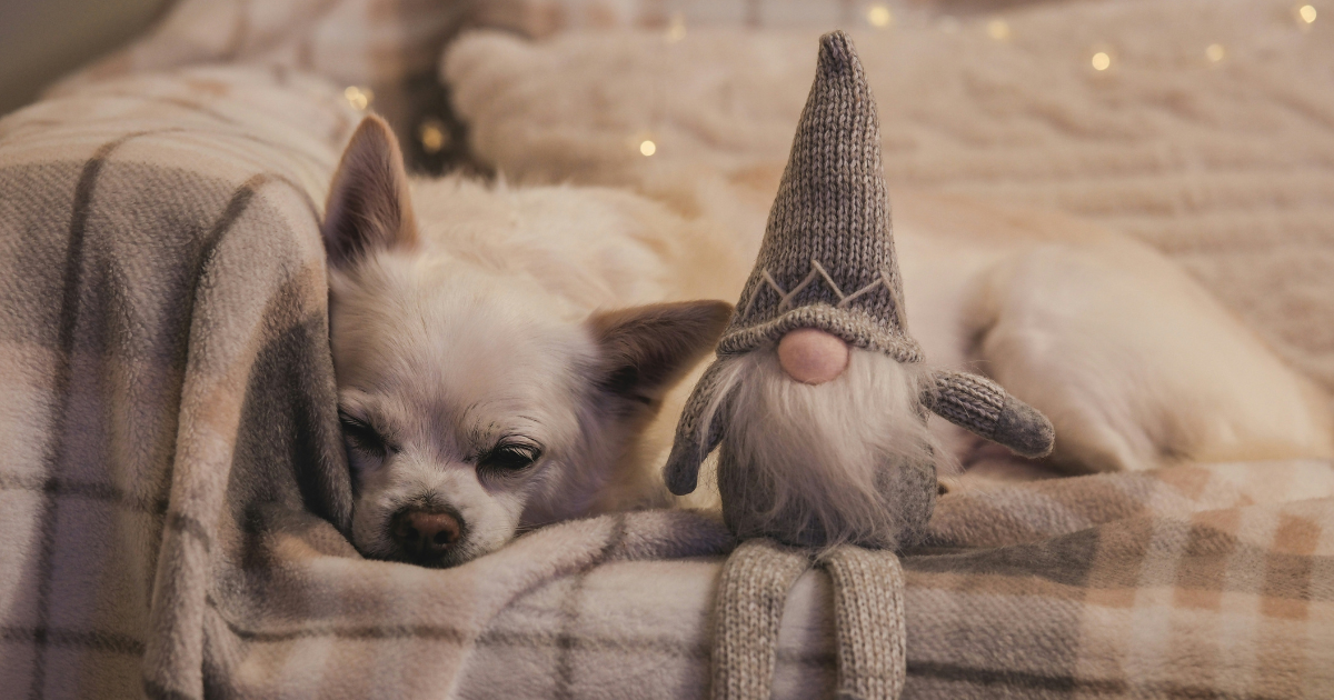 犬が「寒い」と感じる温度は何度?犬種ごとの温度管理を解説