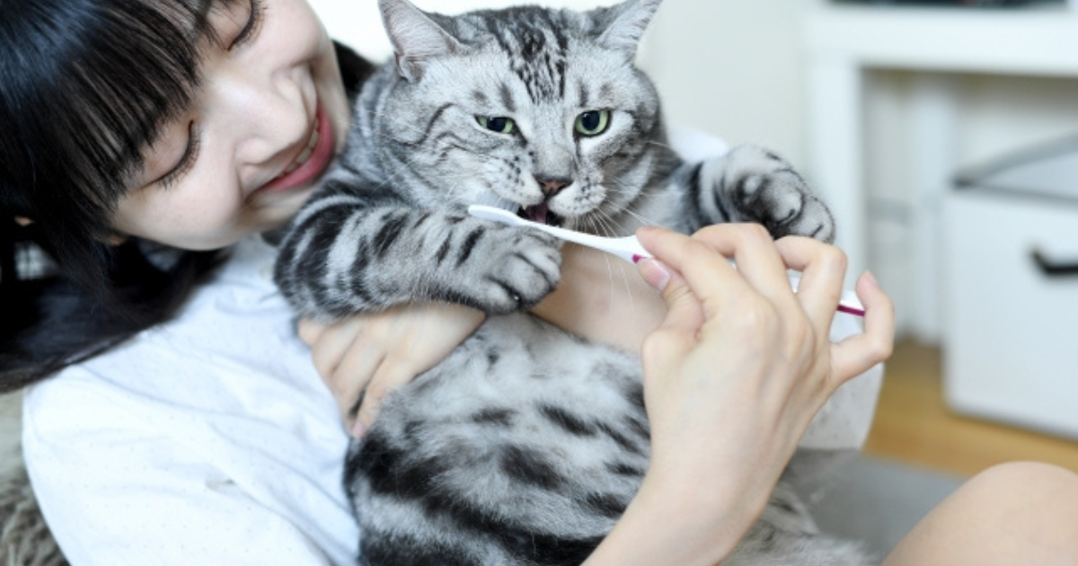 猫が歯みがきを嫌がるのは当たり前?無理強いしないデンタルケアと代替案