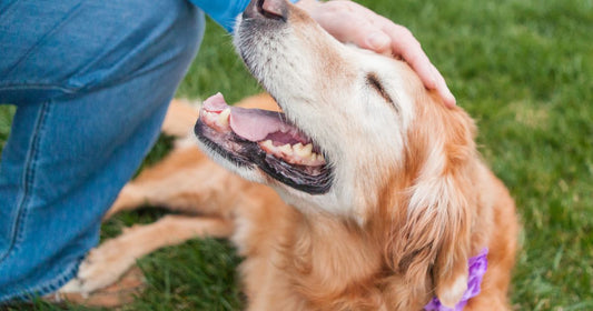 第8回:シニア犬にやさしい吸着デンタルケア。噛めなくても支える健康習慣【はじめてのQCHEFS】