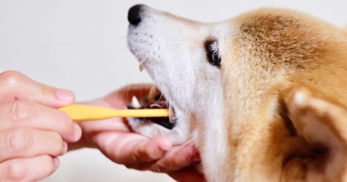 第7回:毎日の積み重ねで変わるお口環境。歯垢ケアの新習慣【はじめてのQCHEFS】