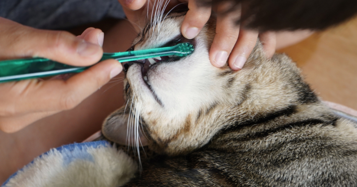 【獣医師執筆】猫の口腔ケア お家でケアできてますか?