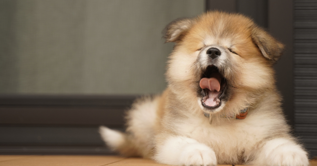 歯の生え変わり時期の犬にも適した歯磨きケア【獣医師解説】