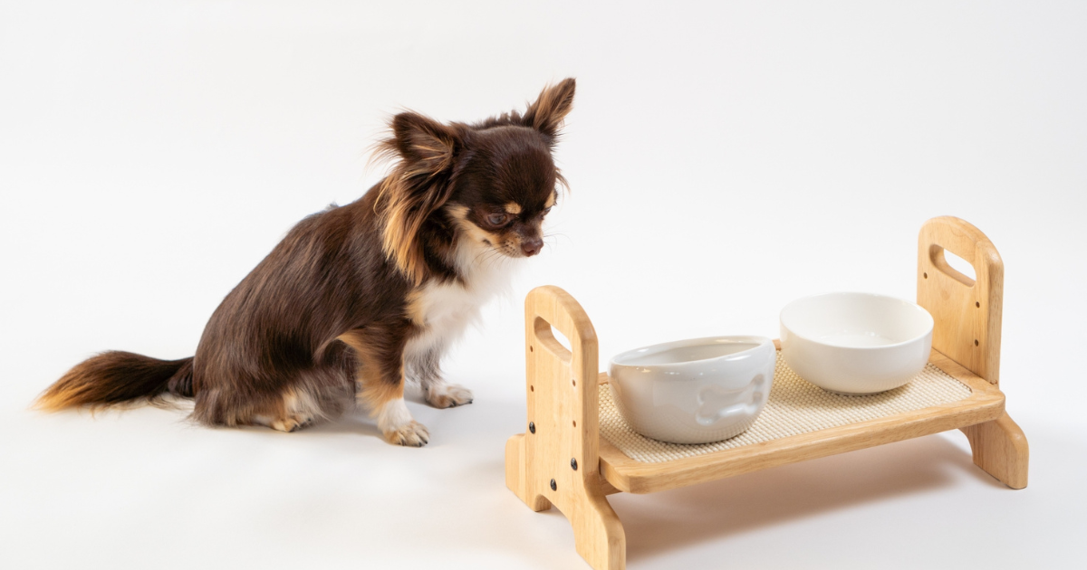 犬がおやつは食べるのにご飯を食べない?原因と対処法【獣医師解説】