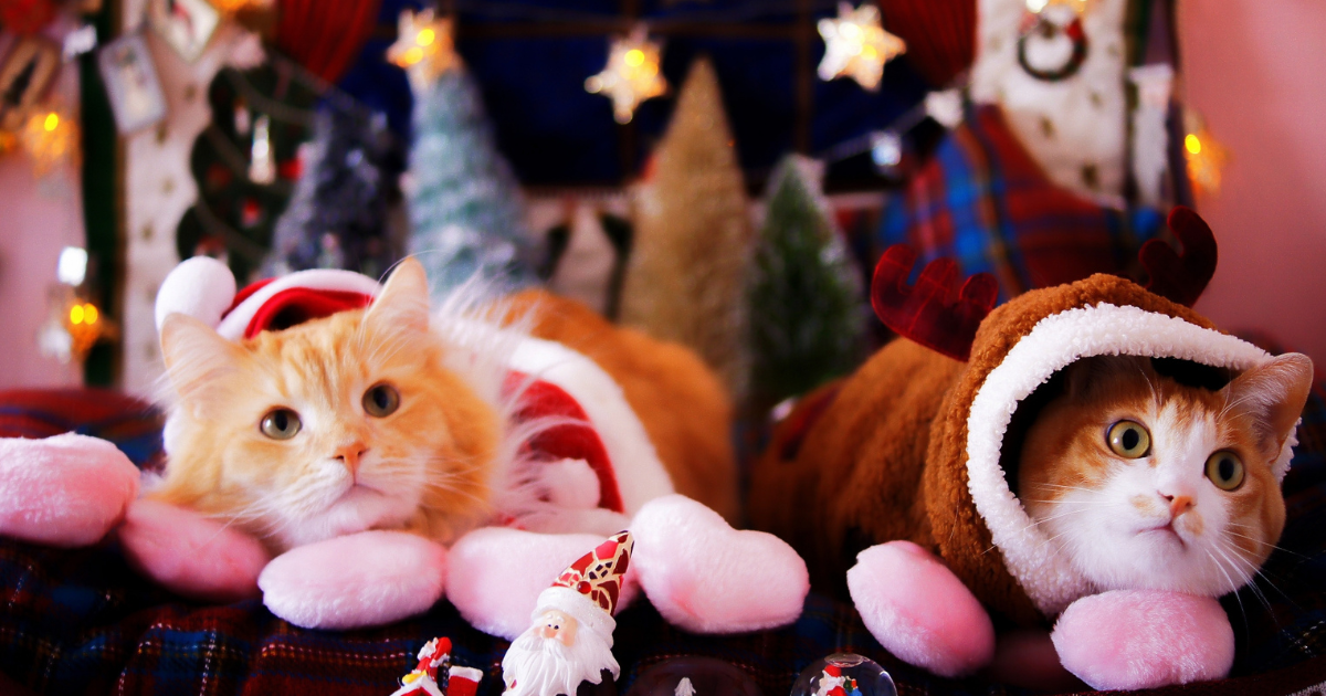 【獣医師がご紹介】猫におすすめなクリスマスプレゼント!今年はこんなものもいかがですか?