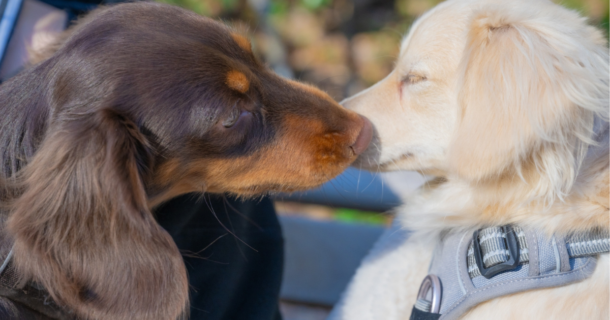 臭いをかぎあう犬