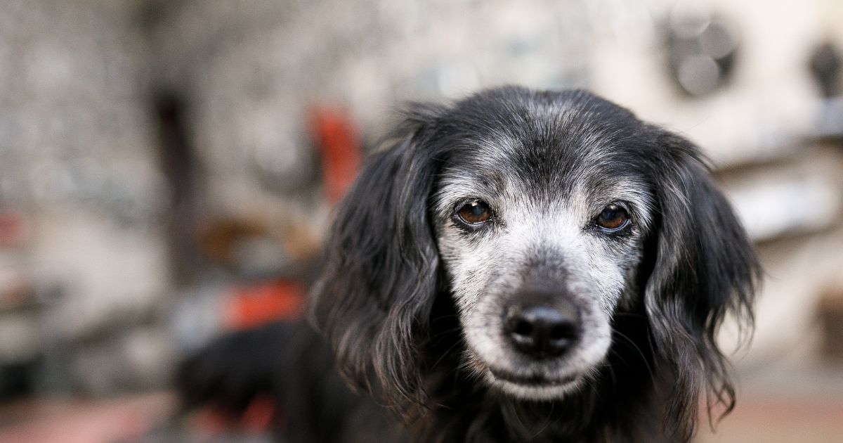 老犬のおやつは何がおすすめは?犬の管理栄養士が選ぶ健康にいいおやつを紹介!