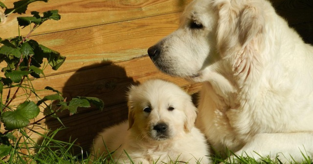 犬の硬いおやつで歯が折れる危険は?年齢別に選ぶ安全な与え方とおすすめ