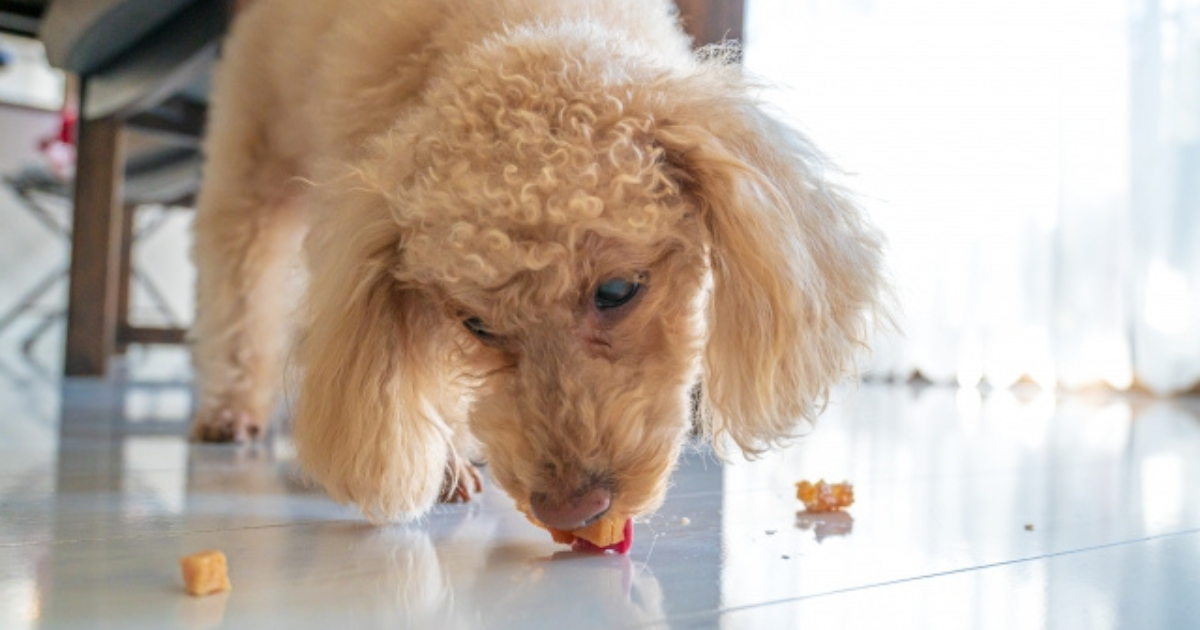 犬にチーズを与えても大丈夫?安全性が高い理由・種類・正しい与え方を徹底解説
