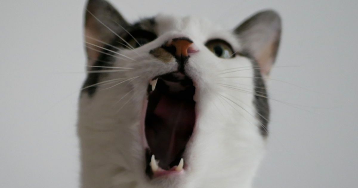 大きく口を開ける猫
