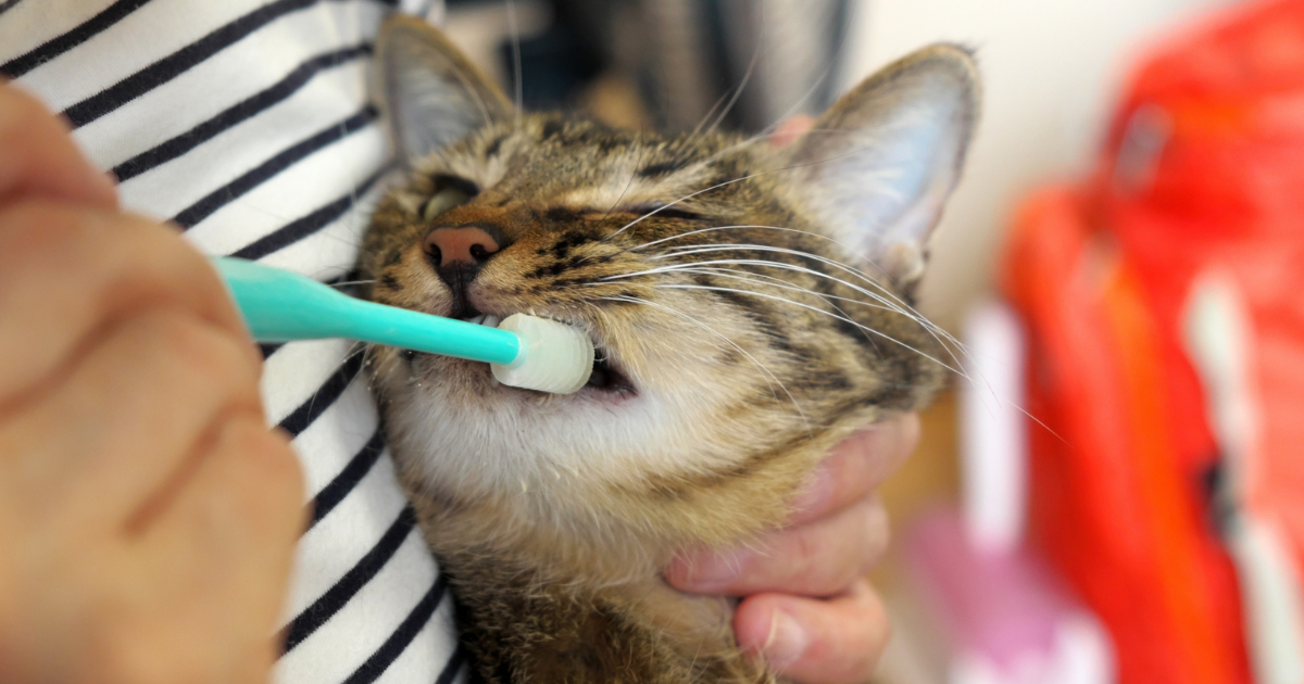 歯みがきする猫