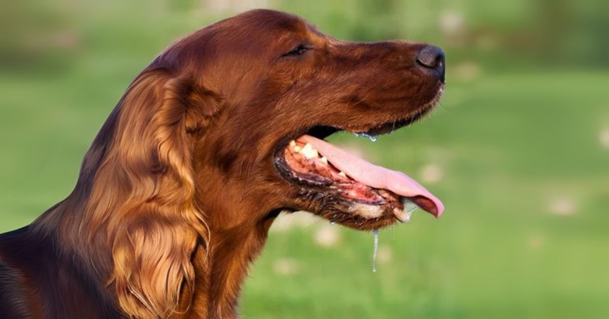 第2回:気になる口臭に。やさしく続けるニオイ対策の第一歩【はじめてのQCHEFS】