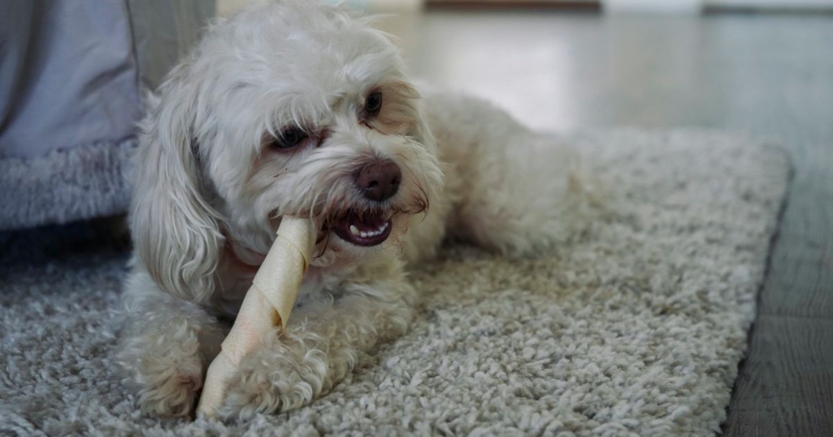 犬の年齢に合わせたケアグッズを使う