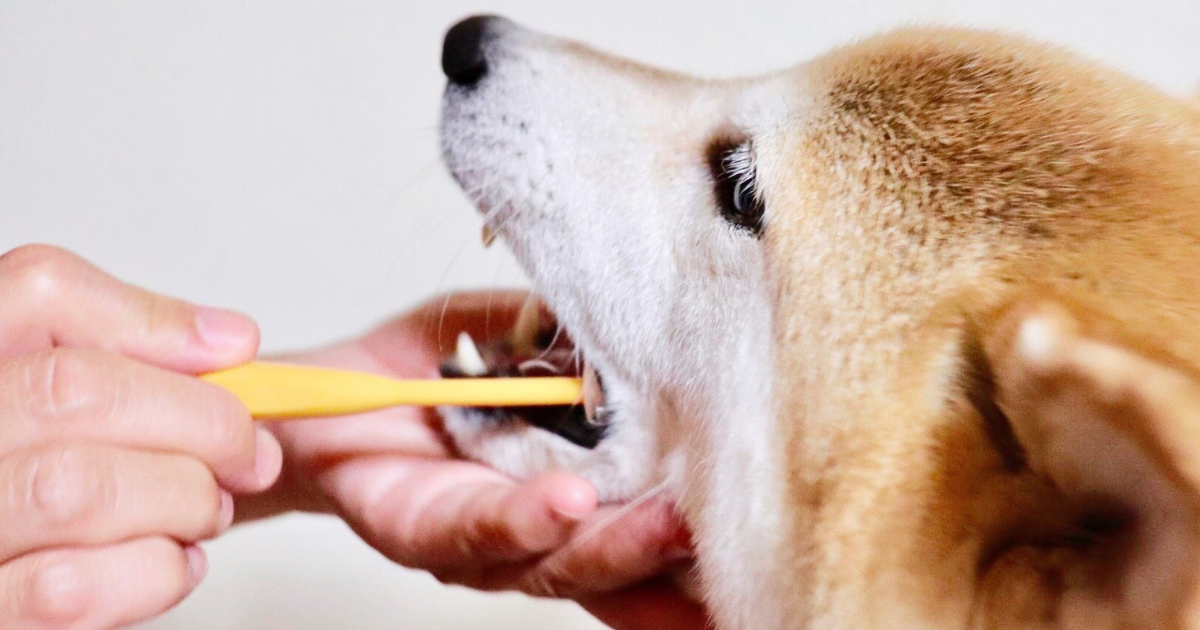 【獣医師が解説】犬の歯磨きが難しいときは?健康維持のためにするべきことを解説