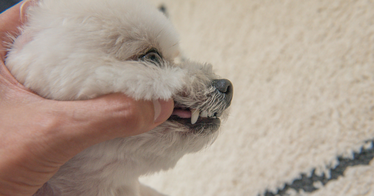 犬の歯肉炎のチェック