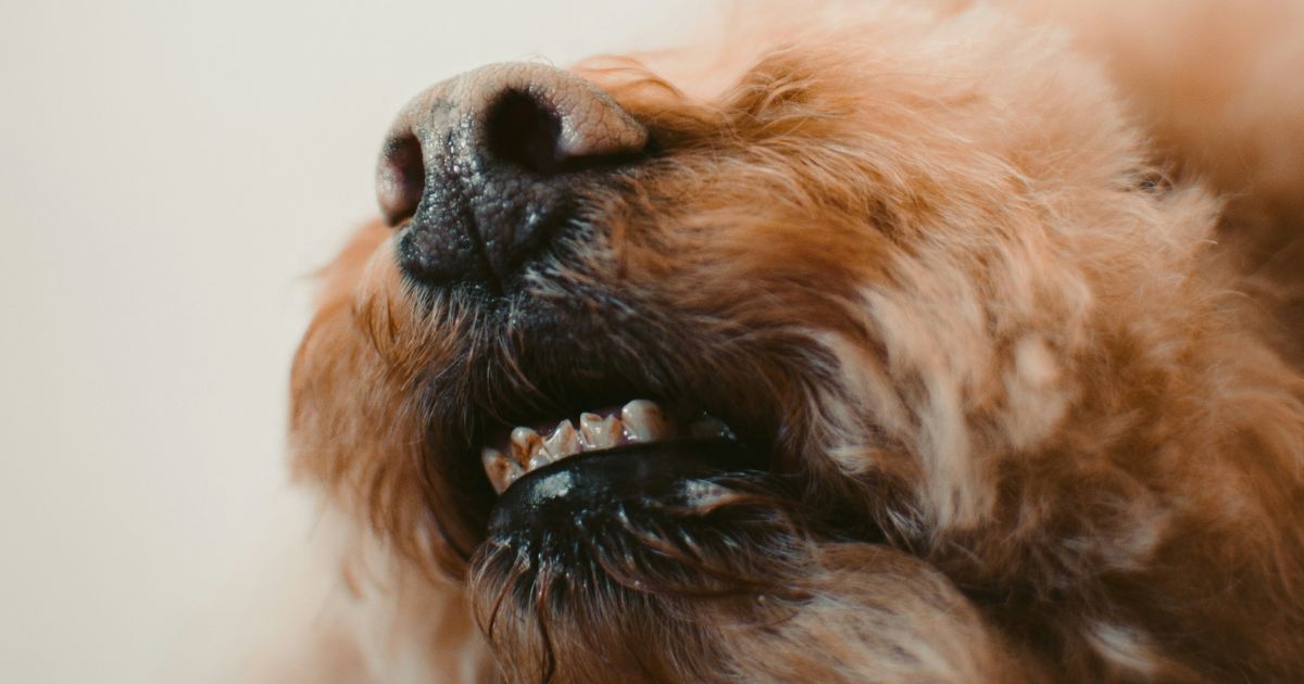 トイプードルの歯磨きの画像