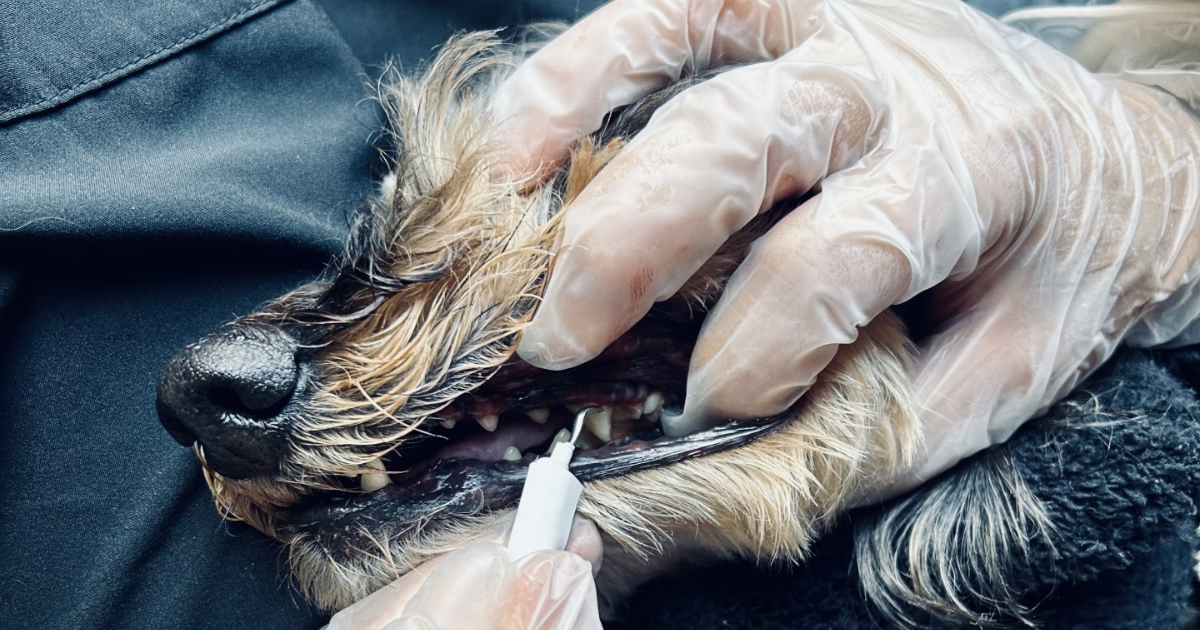 犬の歯石除去