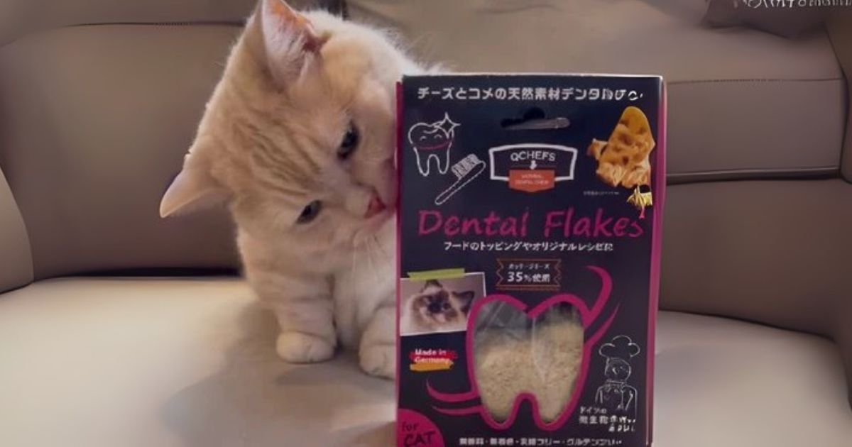 第3回:繊細な猫ちゃんにも。微粒子でパクパク食べてくれるケアフード【はじめてのQCHEFS】