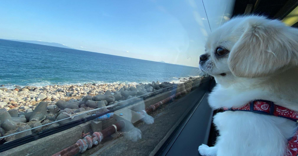 犬 休暇