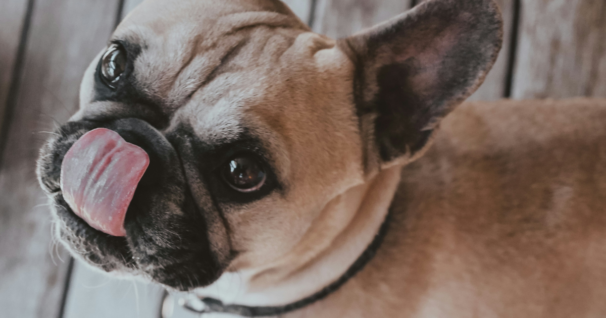 犬の丸呑みは危険?正しい知識と対策で愛犬の安全なおやつ選び