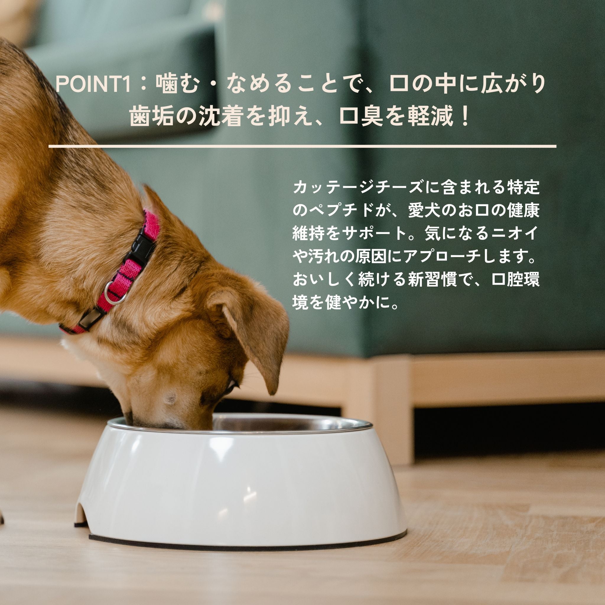 Dental Charcoal for dogs(犬用デンタルチャコール) | QCHEFS(キューシェフス)