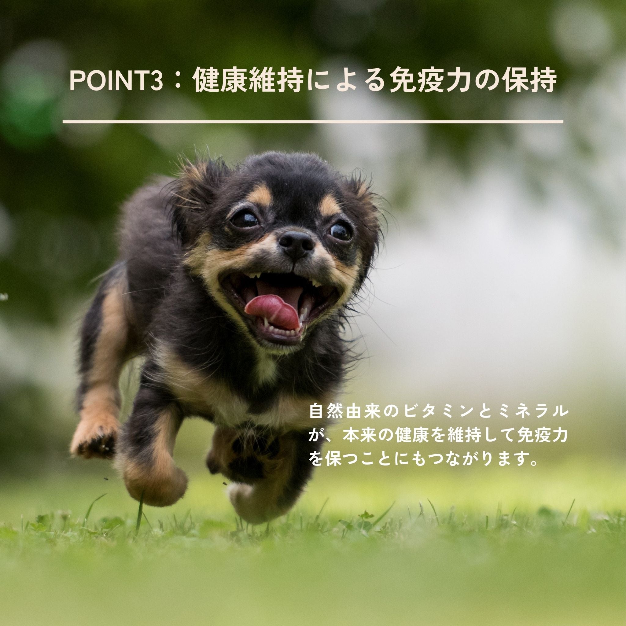 Dental Charcoal for dogs(犬用デンタルチャコール) | QCHEFS(キューシェフス)