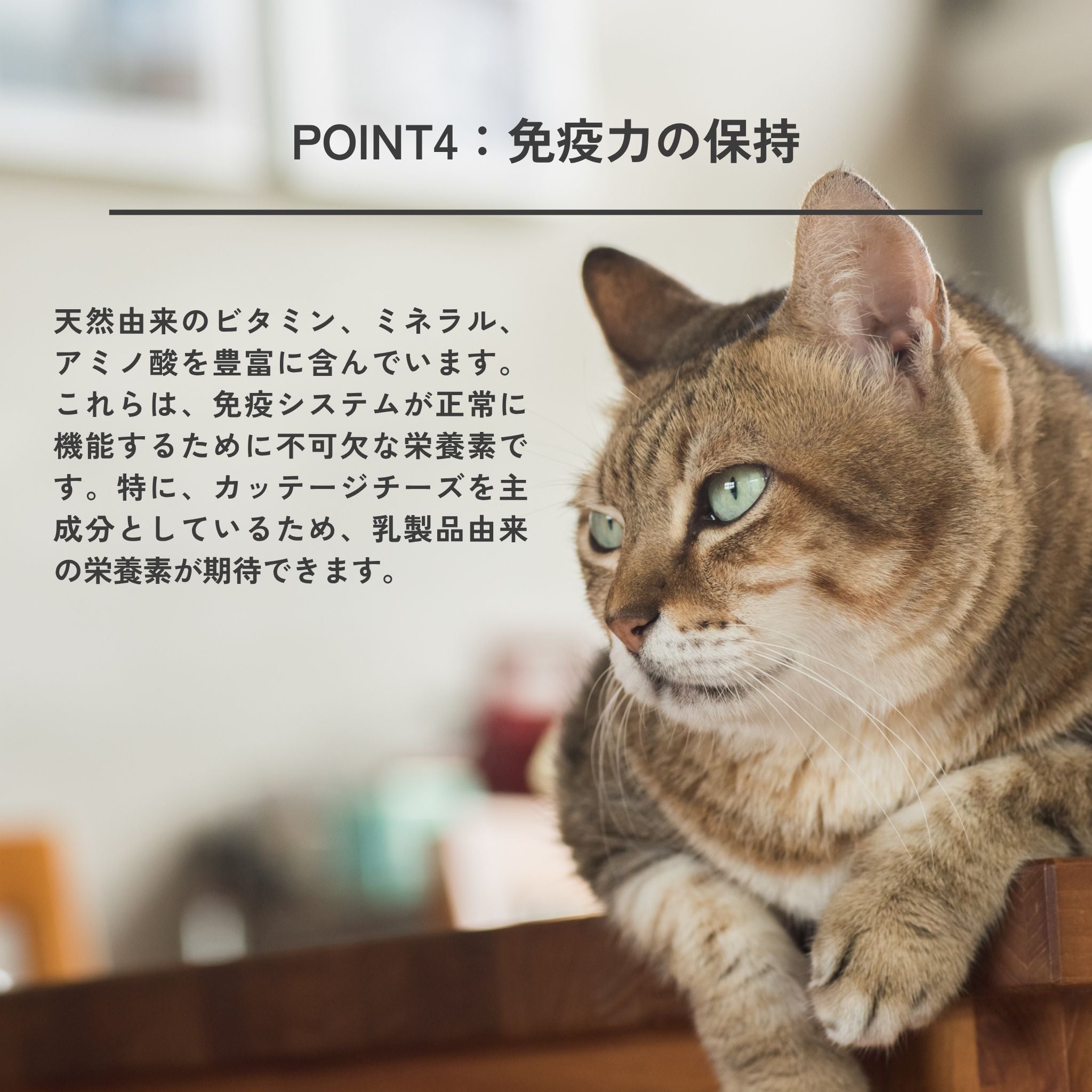 Dental Charcoal for cats(猫用デンタルチャコール) | QCHEFS(キューシェフス)