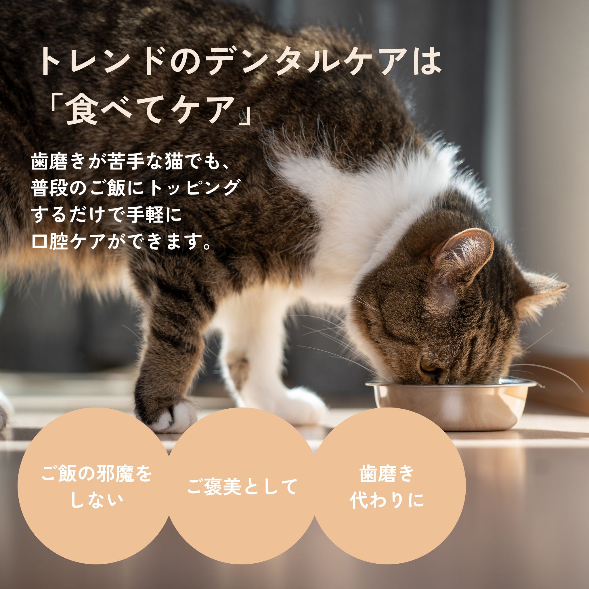 キューシェフスフレーク猫用特徴
