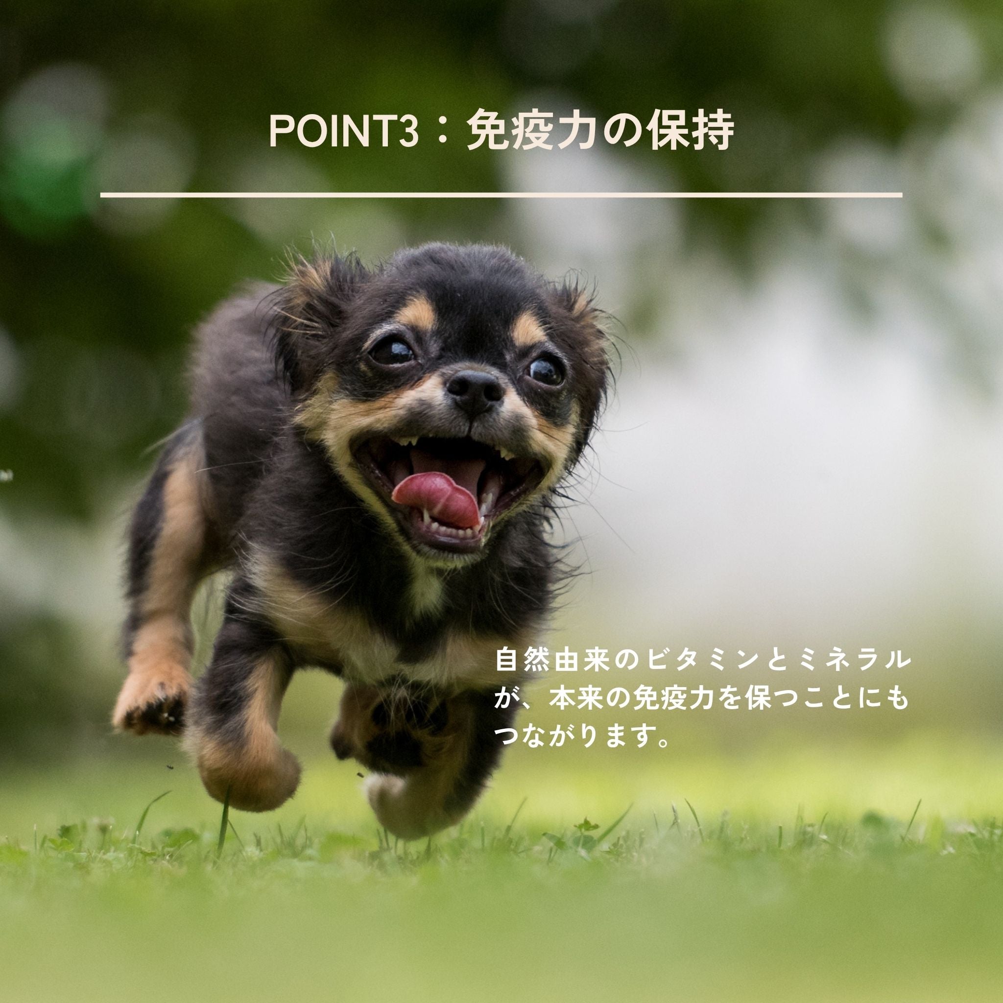 Dental Flakes for dogs(犬用デンタルフレーク) | QCHEFS(キューシェフス)