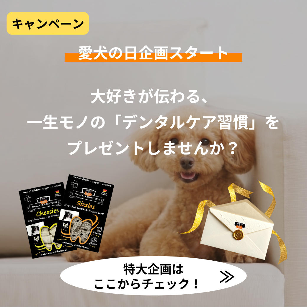 【愛犬の日記念】期間限定特別クーポンを配布中📢さらに抽選で購入金額分のギフトカードが当たるかも✨