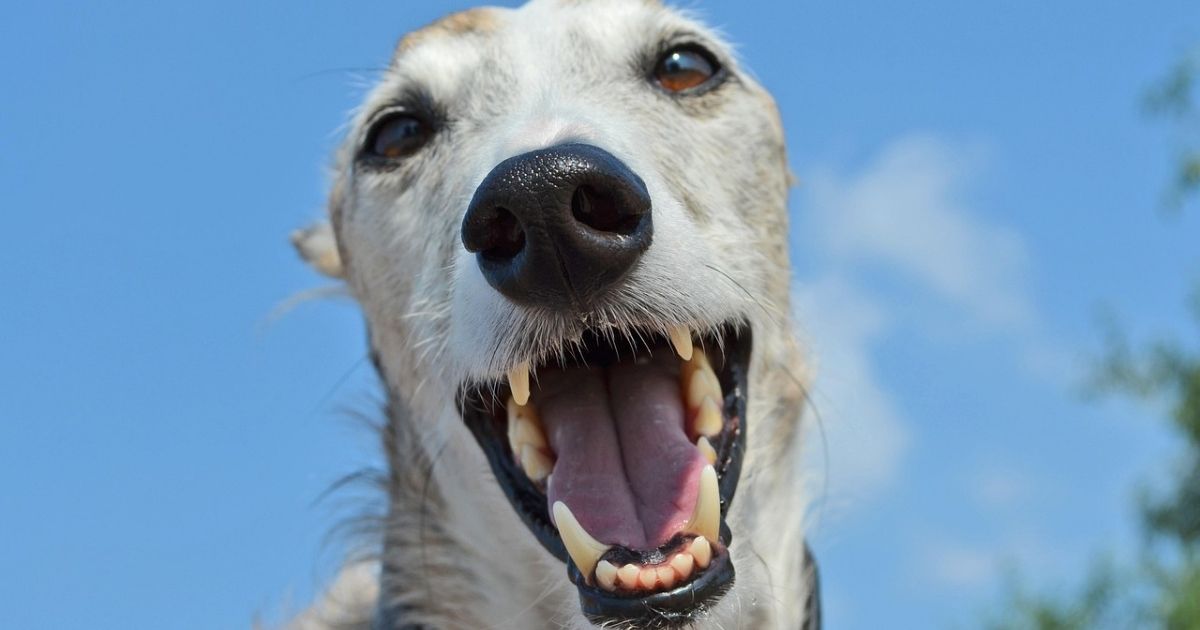 健康な犬の画像