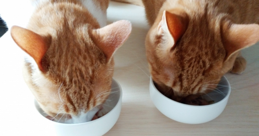 第5回：ごはんを食べない子でもパクパク。自然と食欲を引き出す工夫【はじめてのQCHEFS】