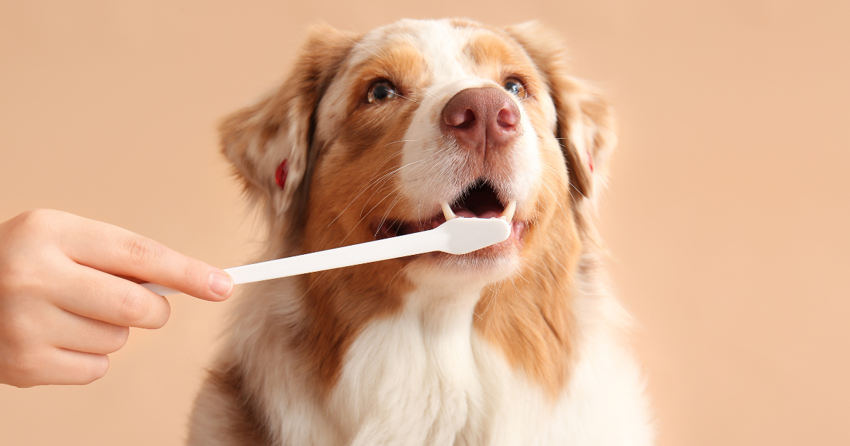 犬の歯ブラシだけでは不十分？歯磨きの限界と安全な新習慣