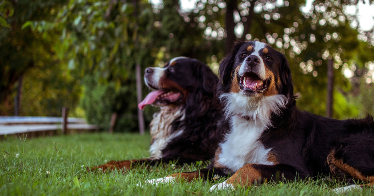 愛犬がもっと喜ぶこととは？絆を深める接し方・遊び方