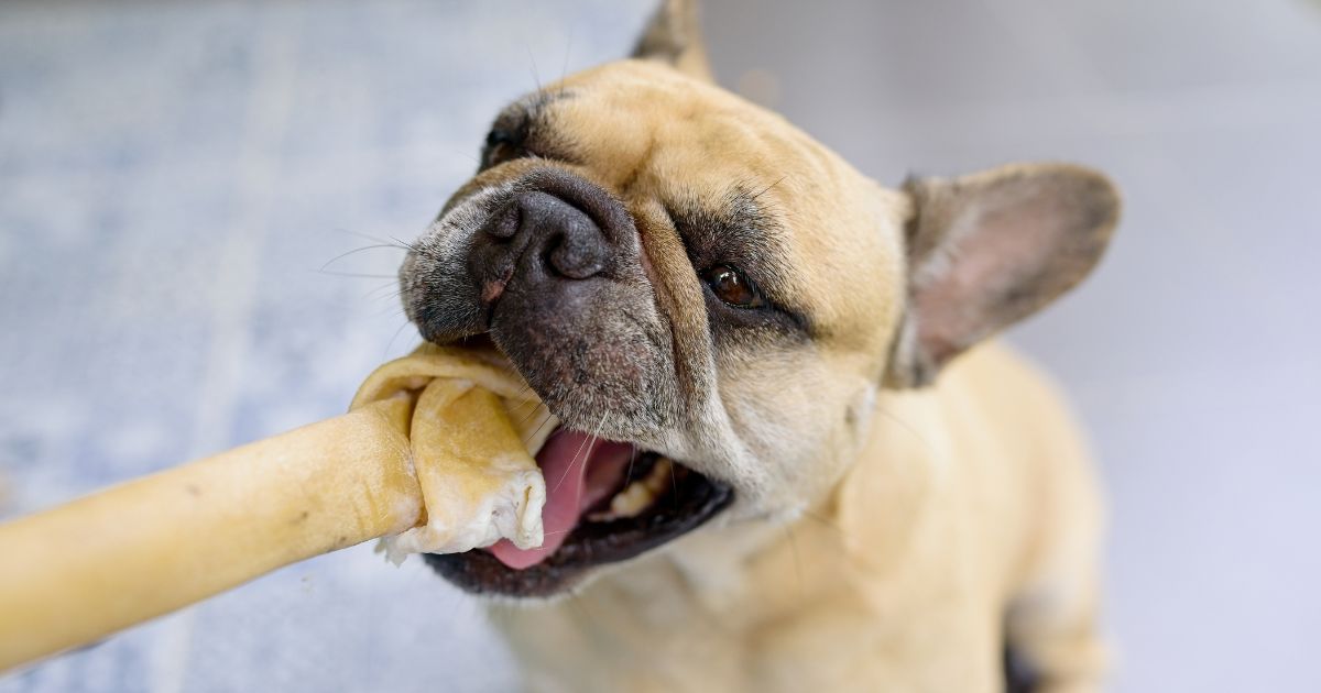 歯磨きガムは危険が大きい？犬に与える注意点と安全なデンタルトリーツを紹介