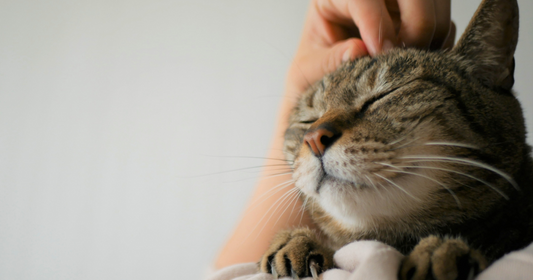 【獣医師執筆】シニア猫との生活で気を付けたいこと。～年齢と体の変化～