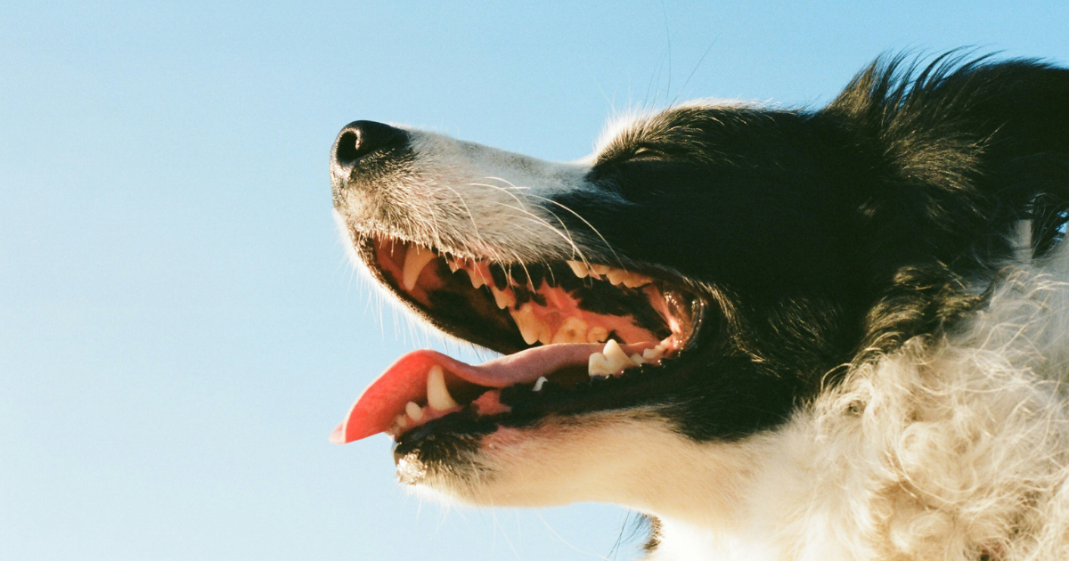 犬の歯の黄ばみは危険信号！歯石・歯周病の原因と自宅でできる対策