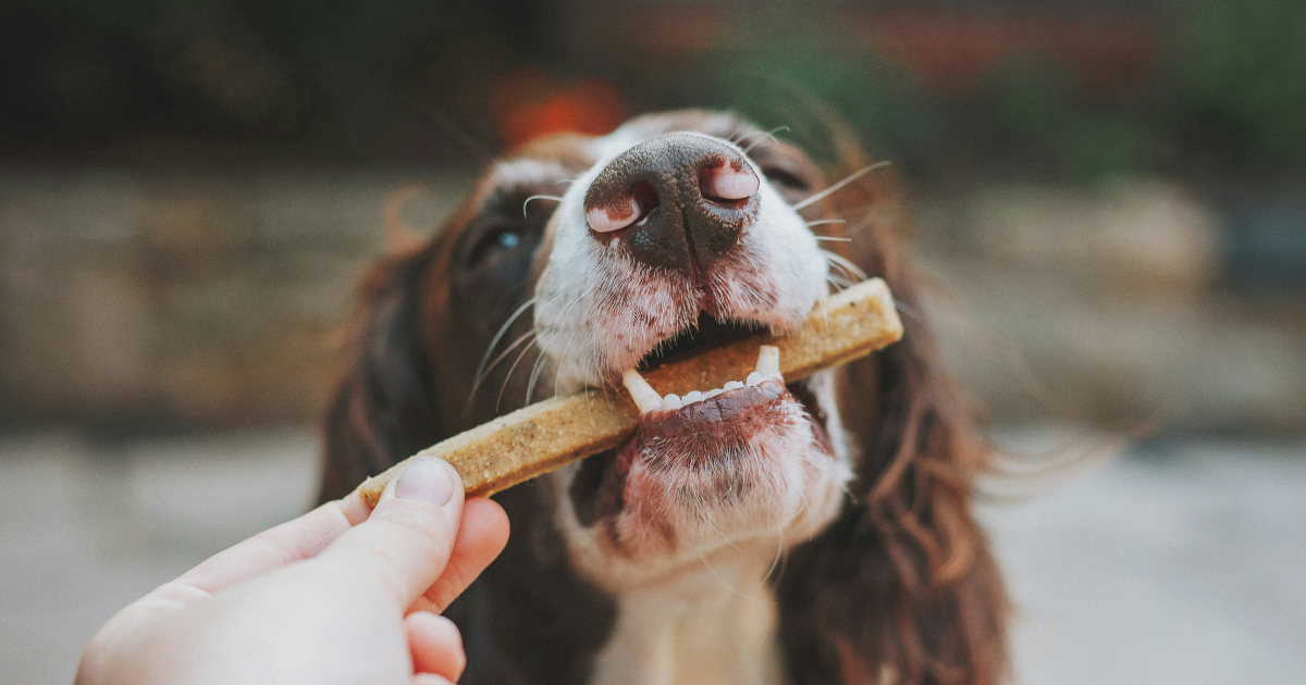 愛犬の健康と安全を守る！犬のおやつ「失敗しない」選び方・与え方完全ガイド