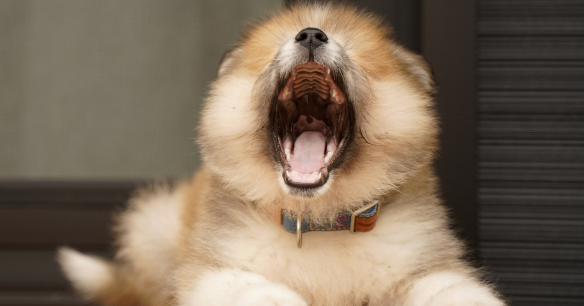 【獣医師監修】犬の歯を黒くしないための正しいケアと注意点