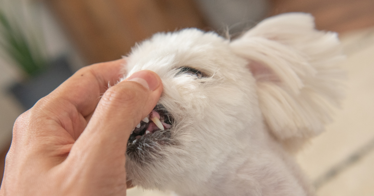 愛犬の歯石除去は必要？放置リスクと対処法【獣医師がご紹介】