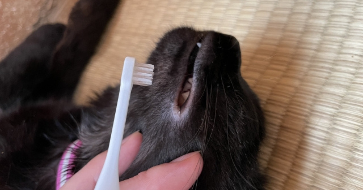 猫に歯磨きは必要？犬のやり方をそのまま当てはめてはいけない3つの理由
