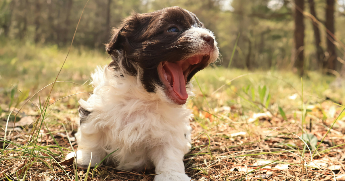 仔犬の歯磨きはいつから始める？歯磨き嫌いにならないための注意点