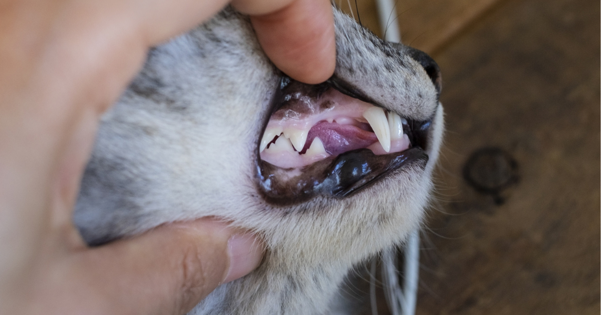 猫の虫歯の確認