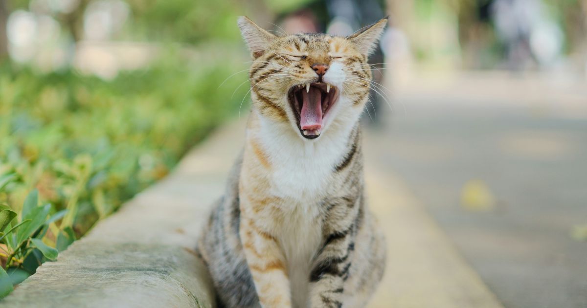 健康な猫の画像