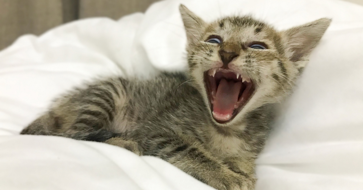 口を開けている子猫
