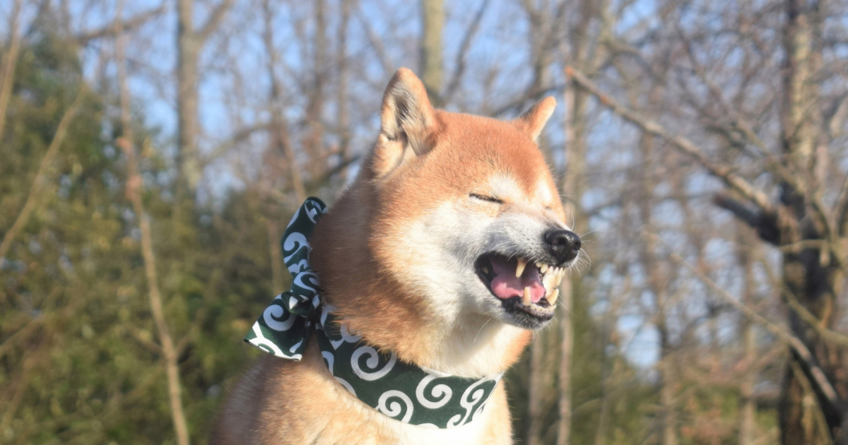 犬　花粉
