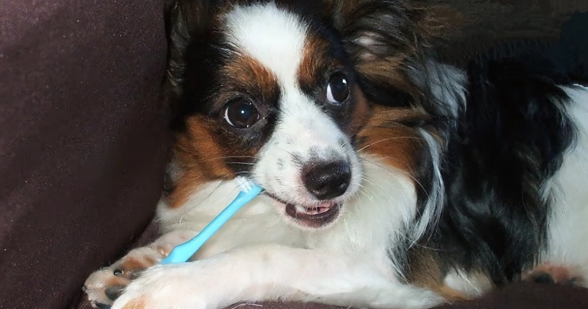 犬のデンタルケア